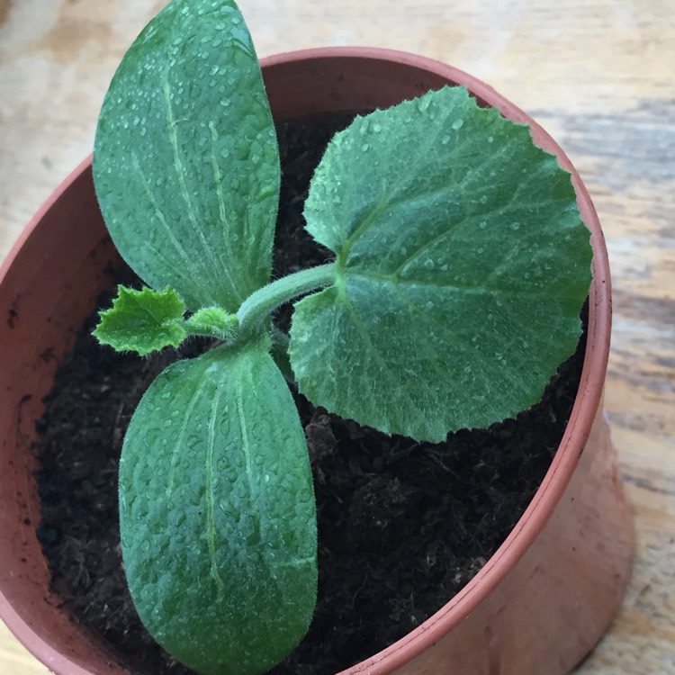 Plant image Cucurbita Pepo var. Cylindrica 'All Green Bush'