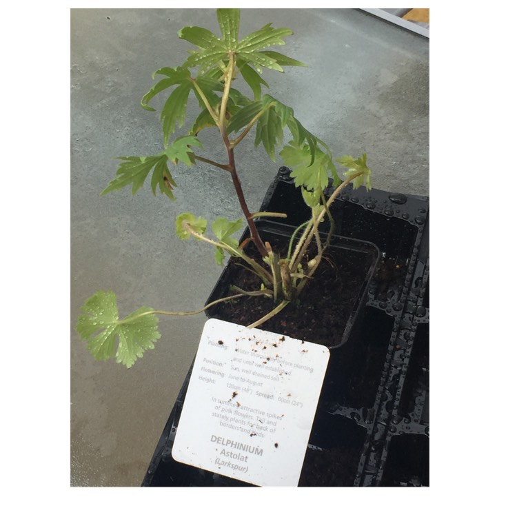 Plant image Delphinium 'Astolat'