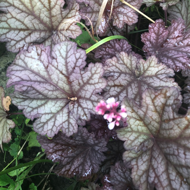 Plant image Heuchera 'Berry Smoothie'