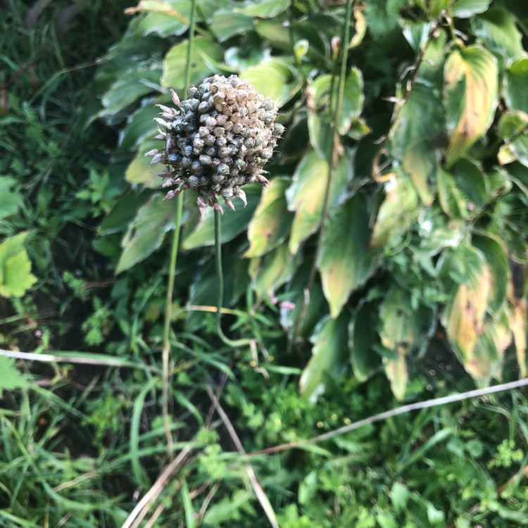 Plant image Allium 'Summer Drummer'