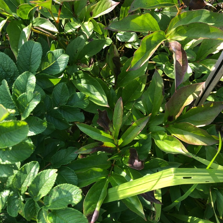 Plant image Paeonia 'Buckeye Belle'