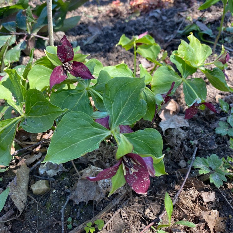 Plant image Trillium erectum