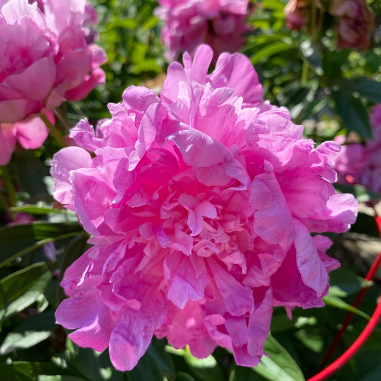 Plant image Paeonia lactiflora 'Hermione'