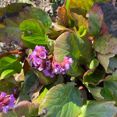 Elephant's Ears (Bergenia)