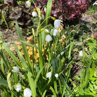 Summer Snowflake 'Gravetye Giant'