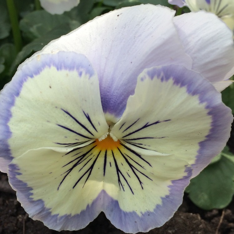 Plant image Viola x wittrockiana 'Light Blue Whiskers'