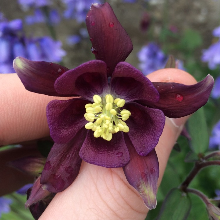 Plant image Aquilegia alpina