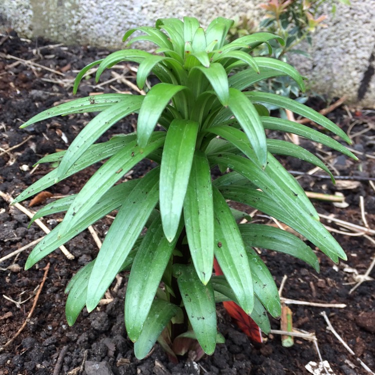 Plant image Lilium 'Victory Joy'