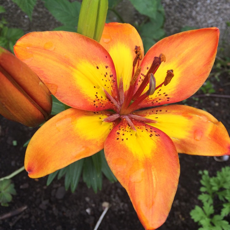 Plant image Lilium 'Bright Joy'