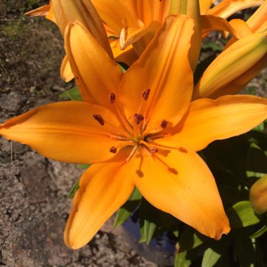 Lily 'Brilliant Joy' (Asiatic)