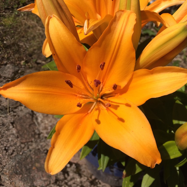 Plant image Lilium 'Brilliant Joy'