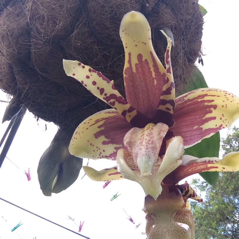 Plant image Stanhopea