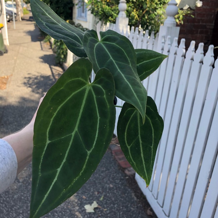 Plant image Anthurium crystallinum