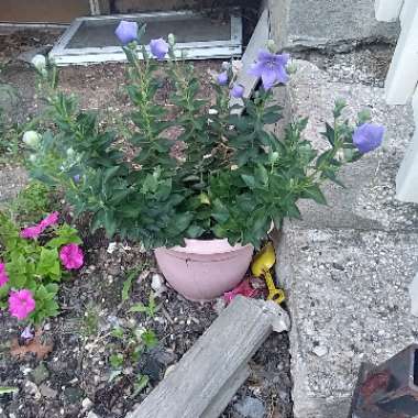 Platycodon grandiflorus  syn. Campanula grandiflora