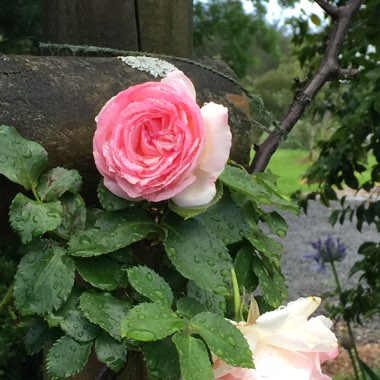 Rose 'Eden Rose 88' (Climbing)