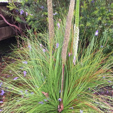 Johnson's Grass Tree