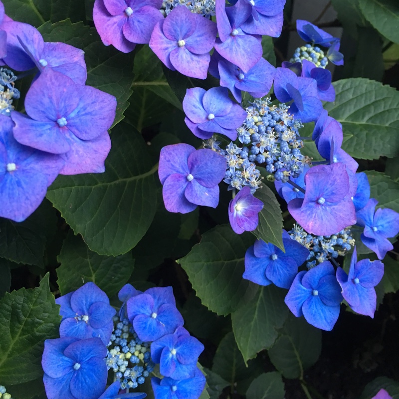 Hydrangea 'Normalis'