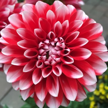 Bedding Dahlia