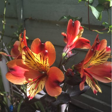 Peruvian Lily 'Flaming Star'