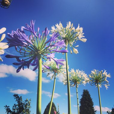 African Lily