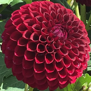 Dahlia