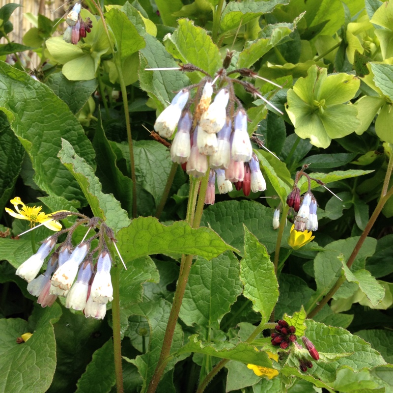 Plant image Symphytum 'Hidcote Blue'