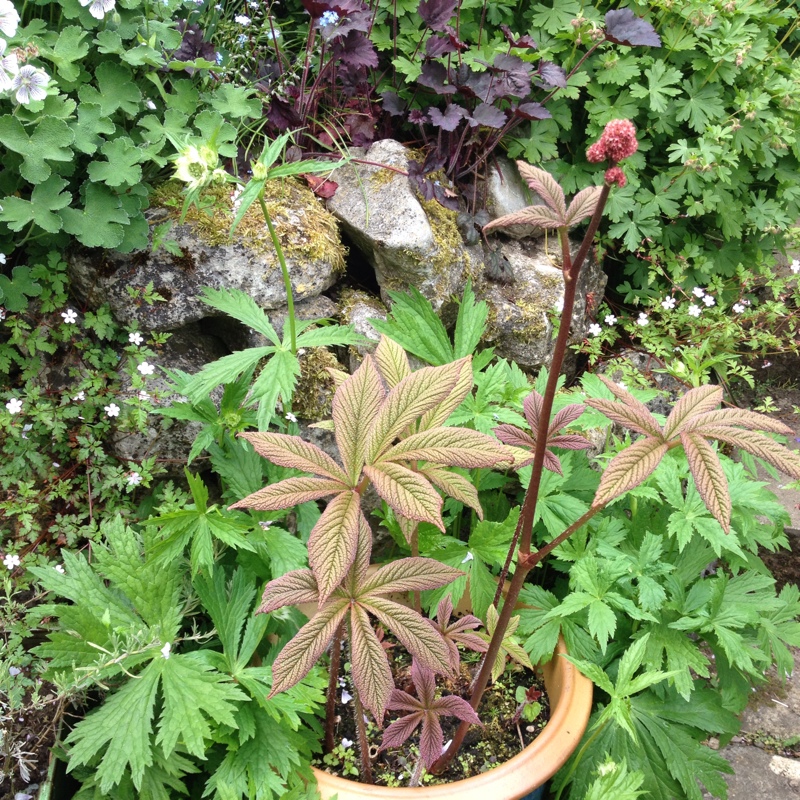 Plant image Rodgersia pinnata 'Superba'