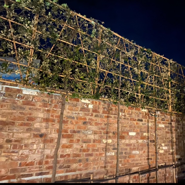 Plant image Quercus ilex