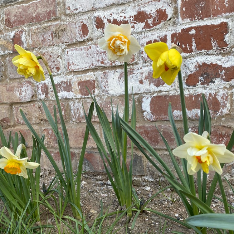 Plant image Narcissus 'Double Smiles'