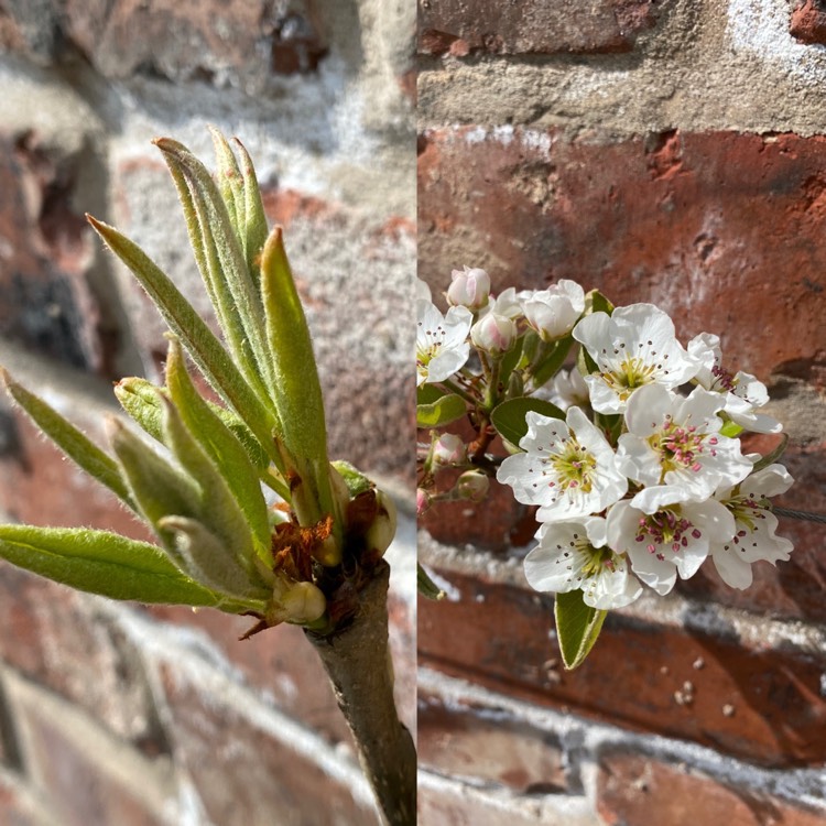 Plant image Pyrus communis 'Concorde'