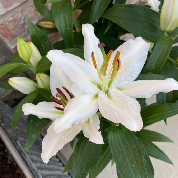 Plant image Lilium candidum