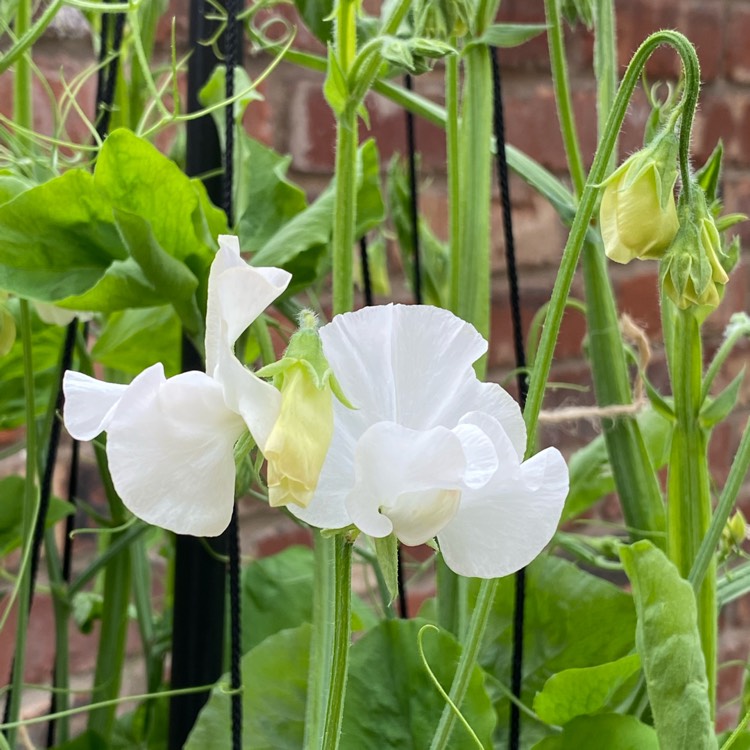 plant image 1502421