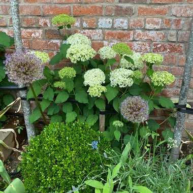 Hydrangea arborescens 'Annabelle'