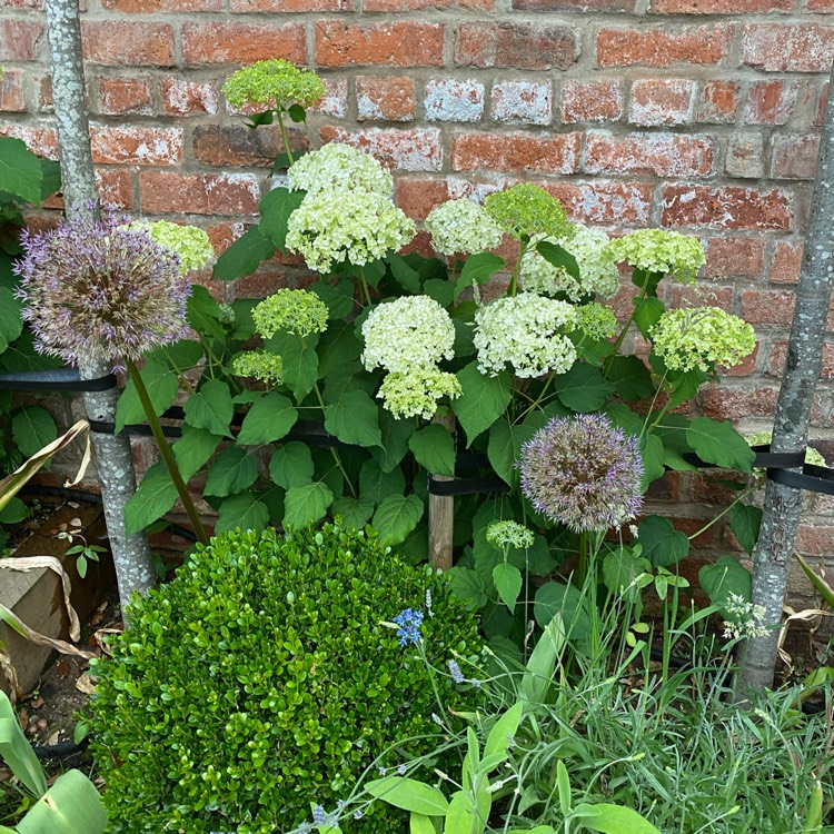 plant image 1503942