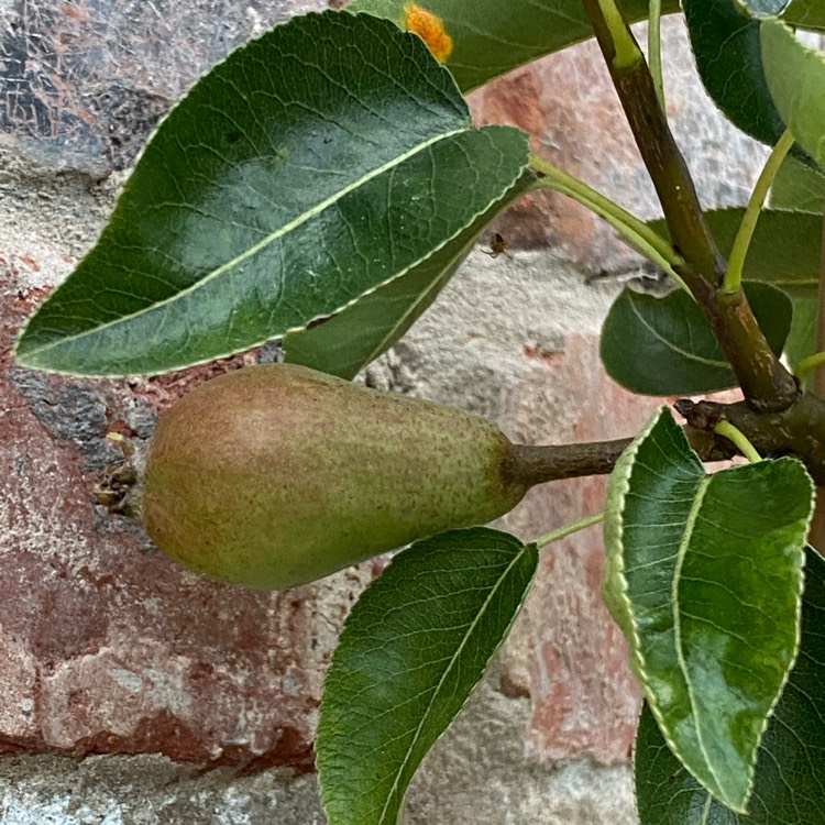 Plant image Pyrus communis 'Williams Bon Chretien' syn. Pyrus communis 'William'