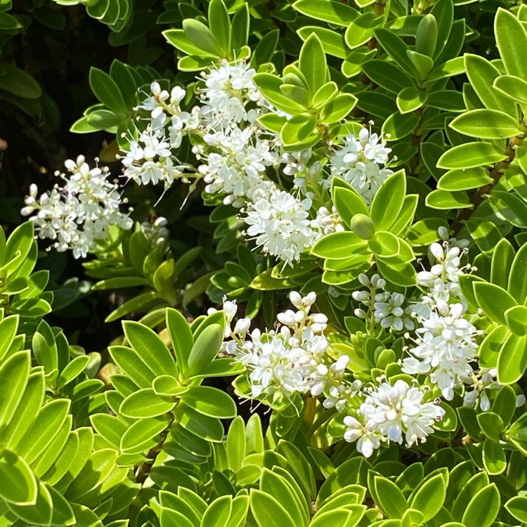 Plant image Hebe rakaiensis