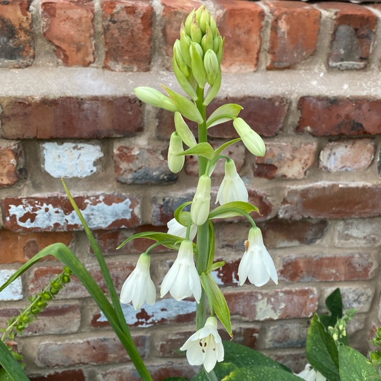 Plant image Galtonia candicans