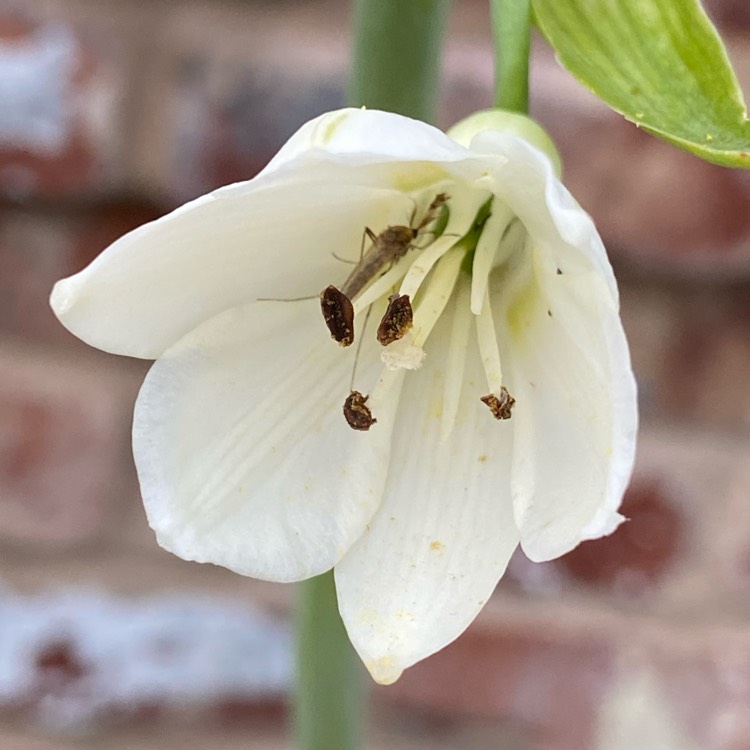 Plant image Galtonia candicans