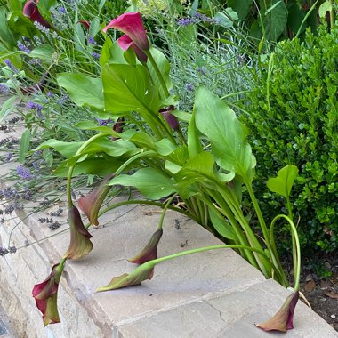 Zantedeschia elliottiana 'Picasso'