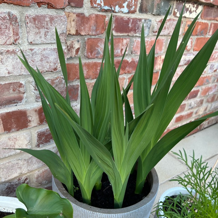 plant image 1604905