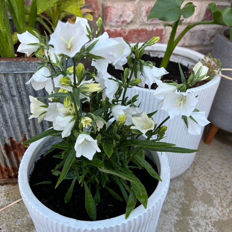 Plant image Campanula persicifolia 'Takion White' (Takion Series)