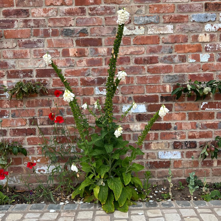 plant image 1604914