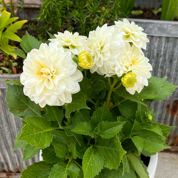 plant image 1607313