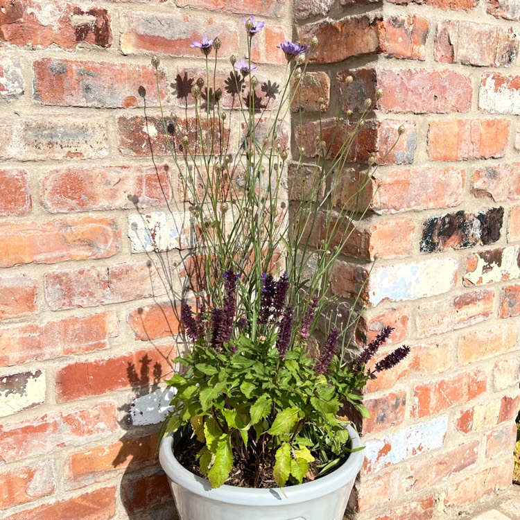 Plant image Salvia x sylvestris 'Balsalarv' syn. Salvia x sylvestris 'Blue Marvel', Salvia nemorosa 'Blue Marvel'