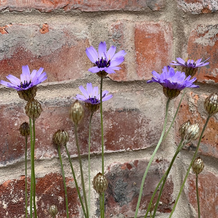 Plant image Catananche Caerulea 'Amor Blue'