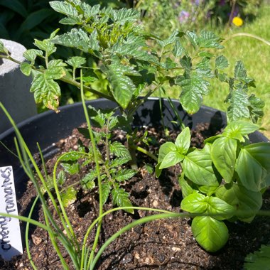 Tomato 'Cherry Falls' (Trailing Cherry Tomato)