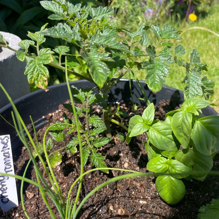 Plant image Solanum Lycopersicum var. cerasiforme 'Cherry Falls'