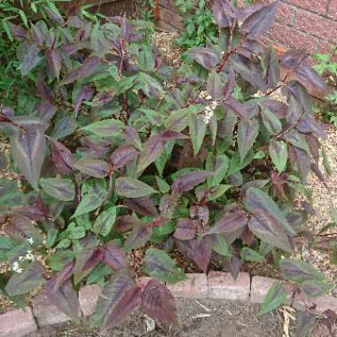 Persicaria microcephala 'Red Dragon'