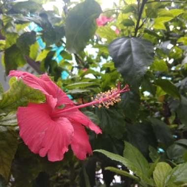 Rose Mallow