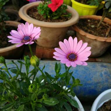 Osteospermum